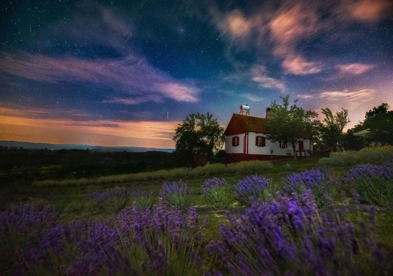 Lavanda Carasova Crasova Εξωτερικό φωτογραφία